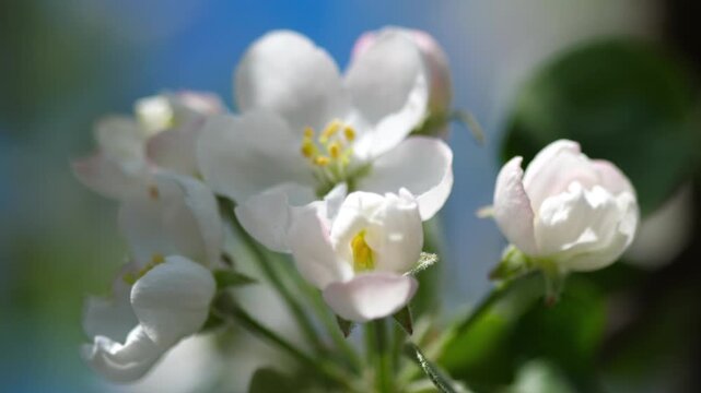 White and pink apple tree flowers swaying in spring breeze against blue sky, shallow depth of field, close up real time shot