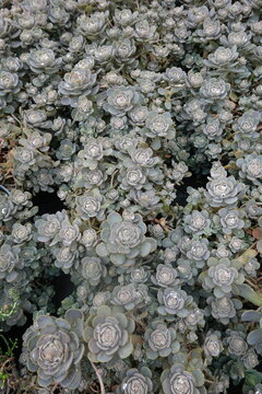 Chinesische Narrenkappe, Sternwurz - Chinese Dunce Cap - Orostachys iwarenge