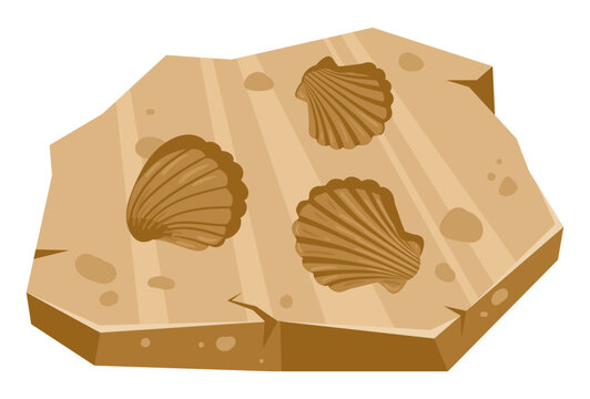 Fossil shell slab. Fossilized seashell impressions embedded in sandstone piece flat vector illustration. Paleontology specimen graphic