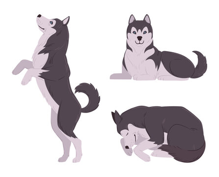 Siberian husky dogs. Northern breed dogs in varied natural poses flat vector illustration set. Fluffy sled dog breed isolated on white