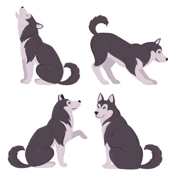 Siberian husky dogs. Fluffy northern dogs shown in varied poses with pointed ears and curled tails flat vector illustration set. Dog breed portrait graphics