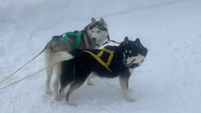 Two husky sled dogs wearing colorful working harnesses standing together on deep white snow during winter outdoor activity.   