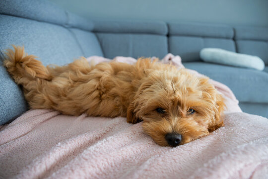 Maltipoo puppy lying on the couch at home.