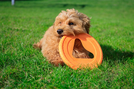 Maltipoo puppy playing on green grass in a summer garden