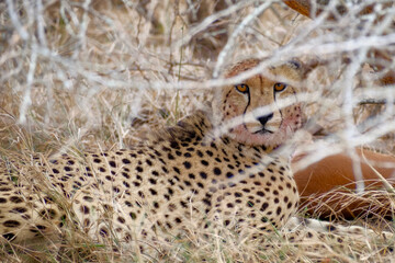 Cheetah hiding in tall grass with prey © Kamil