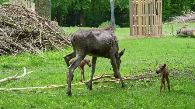Family of moose or elk, Alces alces is the largest extant species in the deer family. Moose are distinguished by the broad, flat, or palmate antlers of the males.