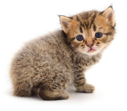 small tabby kitten Felis catus turning head looking back isolated on white background