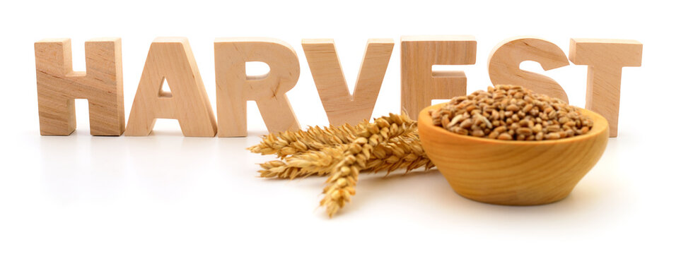 word HARVEST made of wooden letters with wheat ears Triticum aestivum and grains in bowl isolated on white background