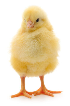 yellow baby chick Gallus gallus domesticus standing isolated on white background