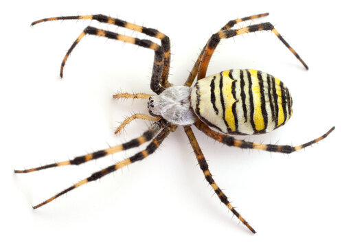 wasp spider Argiope bruennichi top view isolated on white background