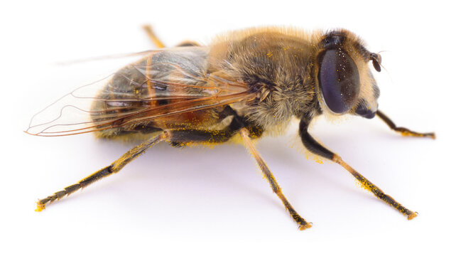 hoverfly Eristalis tenax drone fly side view isolated on white background