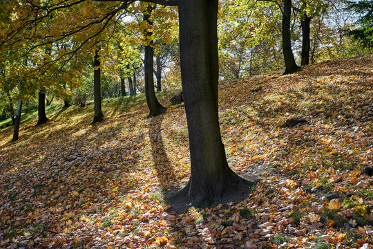 A forest hillside covered in fallen leaves on a sunny autumn day