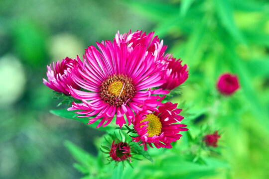 A group of small, autumn flowers on a bushy aster