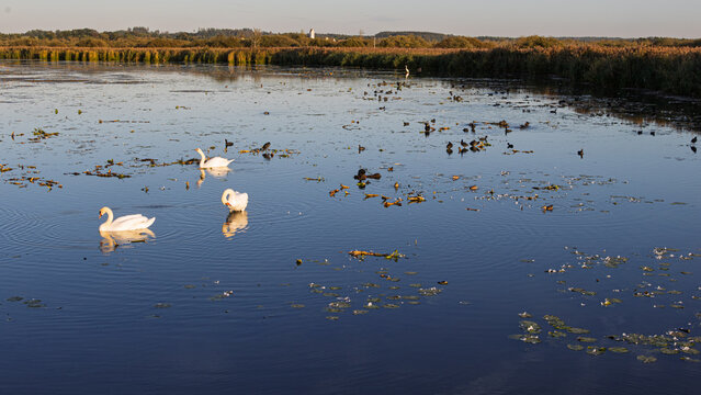 H&ouml;ckerschw&auml;ne und Blessh&uuml;hner auf dem Federsee
