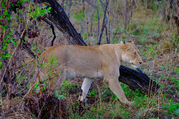 Lioness walking in African bush © Kamil