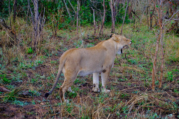 Lioness yawning in the African bush © Kamil