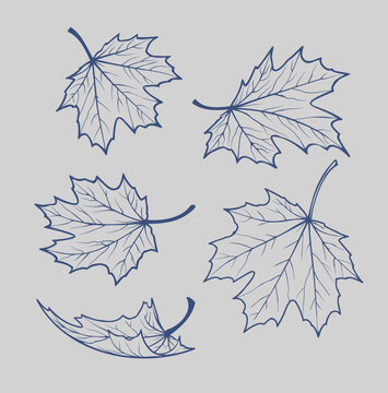 Maple leaves outline set with different shapes and positions vector illustration