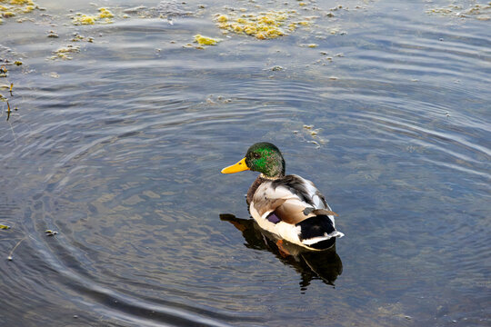 M&auml;nnliche Stockente (Anas platyrhynchos) am Federsee
