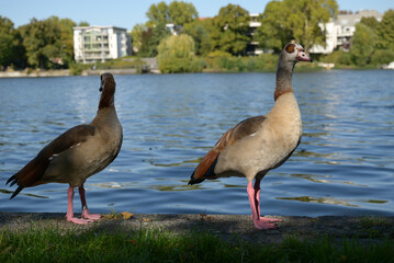Pair of Egyptian geese standing beside an urban lake © sofiia_tsvietkova