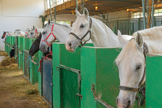 Many White Horses in Stable at Animal Farm