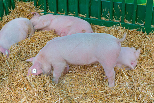 Several Young Pigs Resting on Straw in Pen White Breed Piglets