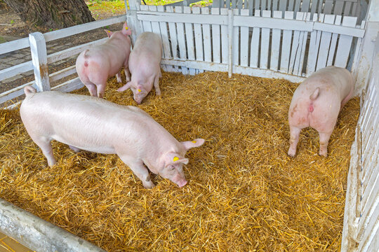 Several Big Pigs in Sty White Wood Fence at Traditional Small Farm