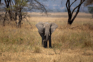 Baby elephant  © Jordy Blokland