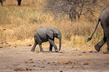 Baby elephant  © Jordy Blokland
