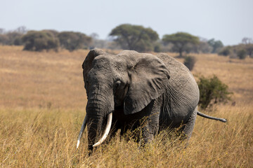 Fototapeta premium elephant in africa
