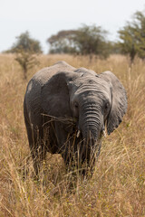 elephant in africa © Jordy Blokland
