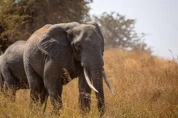Fototapeta premium elephant in africa