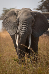 elephant in africa © Jordy Blokland