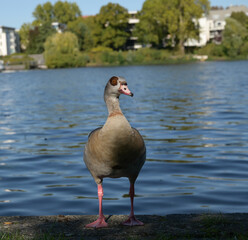 Front view of an Egyptian goose standing beside a lake © sofiia_tsvietkova
