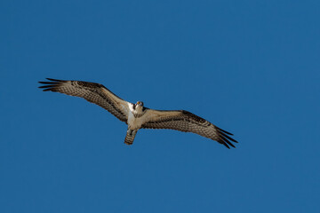 Obraz premium Osprey Soaring Overhead With Wings Fully Outstretched, Staring Down Against Deep Blue Sky