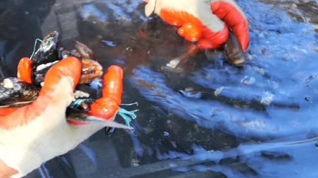 Cultivation of sea mussels. A working artel on the seashore. Animal raw materials. Marine farm.