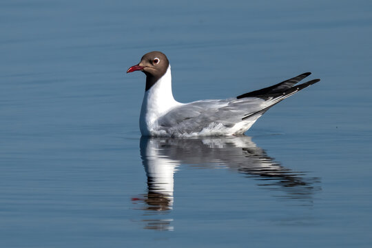 Black-headed Gull (Chroicocephalus ridibundus) in Zwillbrocker Venn, German