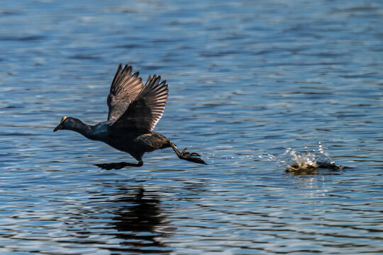 Eurasian Coot (Fulica atra) in Zwillbrocker Venn, Germany