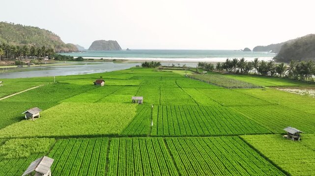 Aerial view of Munjungan Rice Fields with lush green crops and small wooden huts near the coastline in Munjungan, East Java, Indonesia.