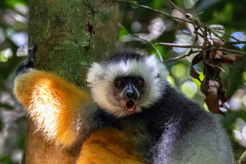 Fototapeta premium Diademed Sifaka with Open Mouth Calling in Andasibe-Mantadia National Park Madagascar