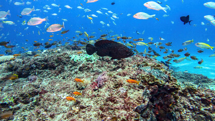 Large Grouper Surrounded by Reef Fish at Fish Basket Dive Site Ponta do Ouro © Kaitlind
