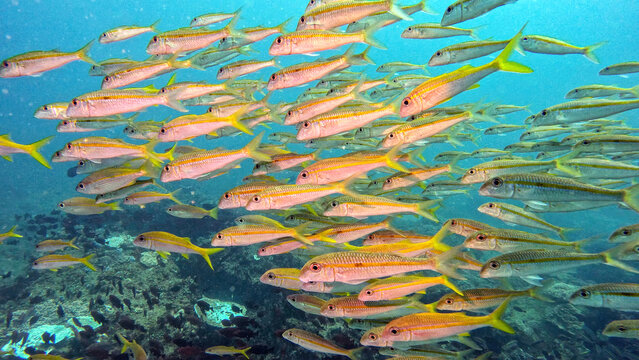 Yellowtail Goatfish Schooling Midwater at Bee Hive Dive Site Ponta do Ouro