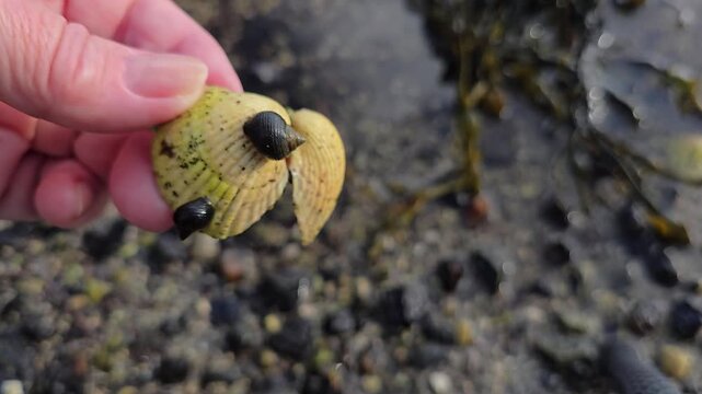 Hand holding open two-valve shell with tiny sea snails attached close up. Norway, Alver. September
