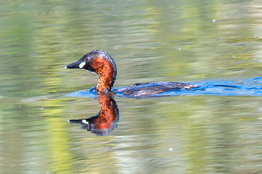 Little Grebe (Tachybaptus ruficollis) Zwillbrocker Venn, Germany