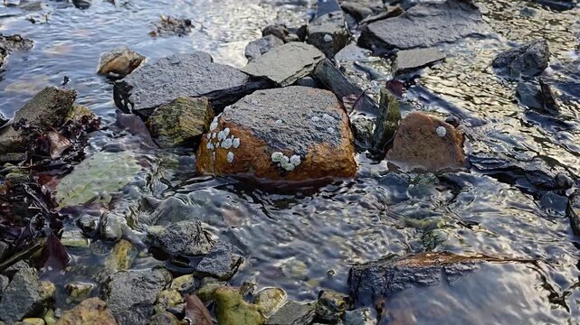 Mountain stream flowing into sea over flat stones with tiny baby shells. Norway, Alver. September