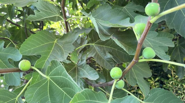 Close Up of Unripe Green Figs Growing on a Fig Tree Branch with Lush Leaves. 4K ultra HD footage showing a detailed close-up of young, immature green figs hanging from a tree branch surrounded by larg