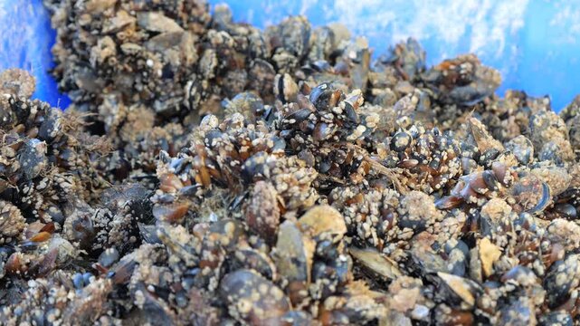 Cultivation of sea mussels. A working artel on the seashore. Animal raw materials. Marine farm.