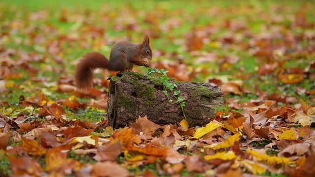 Eurasisches rotes Eichh&ouml;rnchen (Sciurus vulgaris), in einer herbstlichen Umgebung