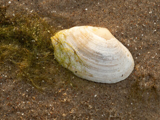 White Seashell on Sandy Beach With Green Seaweed and Wet Sand Close-Up Texture © Michał Kiełbicki