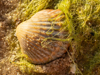 Close-Up Seashell on Sandy Beach With Green Seaweed and Sand Grains Macro Coastal Detail © Michał Kiełbicki