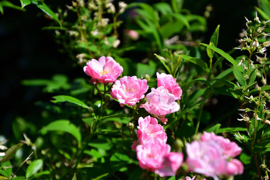 Rose flowers blooming along Promenade Pereire in Paris, France, May 20, 2020